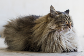 Siberian breed of cat relaxes in a garden. Hypoallergenic domestic animal of livestock with long hair, brown tabby color