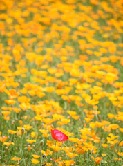 ポピー畑