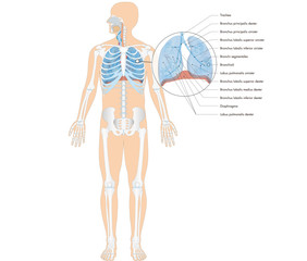Atmungsorgane des Menschen - Lunge und Bronchien - lateinische Beschriftung