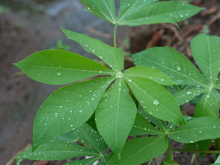 rain drops on cassava leaves
