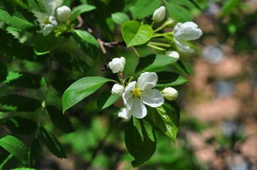 spring tree in the garden
