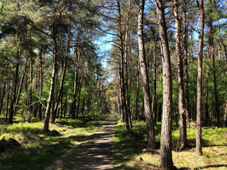 Obraz premium Path through National Park De Hoge Veluwe