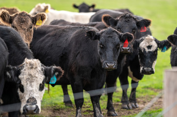 Beef cows and calfs grazing on grass in south west victoria, Australia. eating hay and silage....