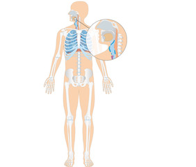 Atmungsorgane des Menschen mit Skelett - Rachen