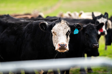 Beef cows and calfs grazing on grass in south west victoria, Australia. eating hay and silage....
