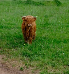 Kalb