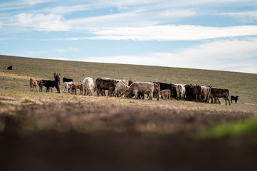Beef cows and calfs grazing on grass in south west victoria, Australia. eating hay and silage....