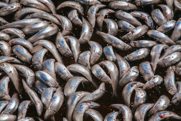 Dead Sardines