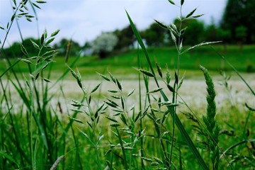Naklejka premium Gras