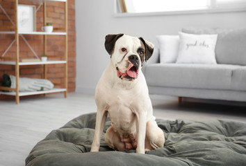 Cute dog sitting on pet bed at home