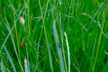 Gras nach Regen