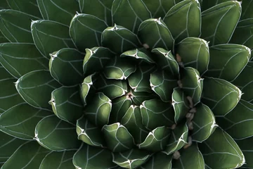Tableaux ronds sur plexiglas Anti-reflet Cactus Fractal cactus energy peaceful green