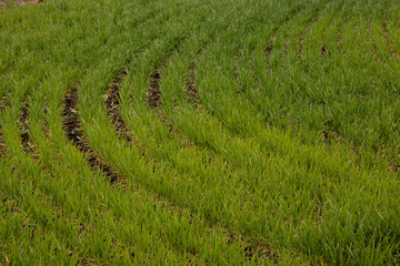 The geometry of the sown field - crops sprouted in the spring, green shoots.