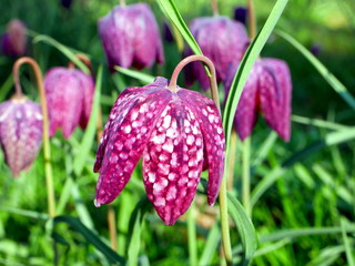 Schachbrettblume