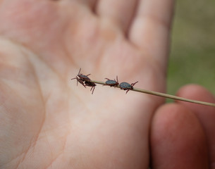 Blood-sucking pest acari (mite) - a serious danger in the forest and fields, carriers of serious diseases.