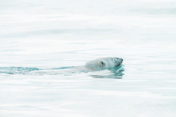 Wild polar bear in the Arctic