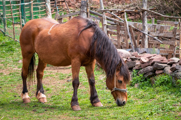 The horse grazing in a village