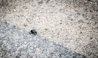 Insects on the pavement in spring