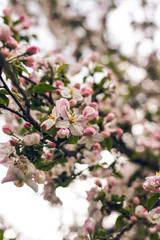 blooming tree