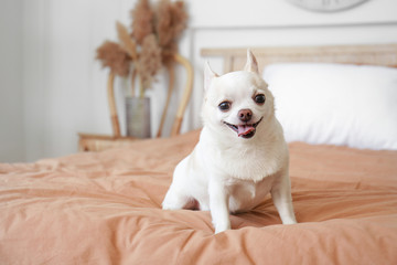 Cute small dog on bed in room