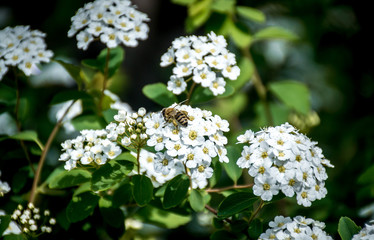 Spring flowers and trees bloomed