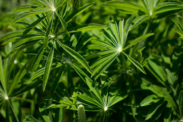 Blätter der Lupine 