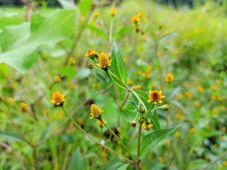 field of wild flowers