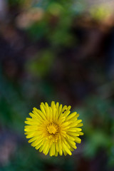 Löwenzahn mit Ameise