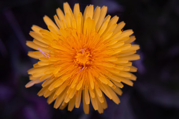 Dandelion macro photography with a purple hue