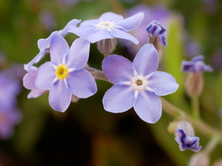 Wald-Vergissmeinnicht