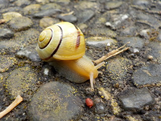 Garten-Bänderschnecke