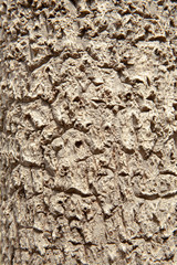 Background Pattern