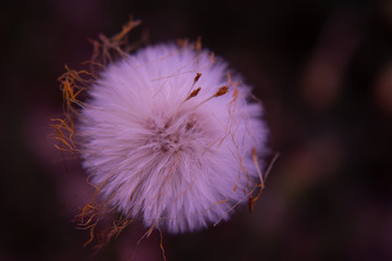 Dandelion macro photography with a purple hue