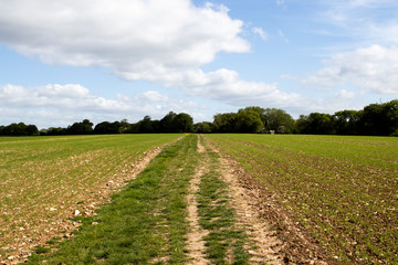 Footpath though a farming field 
