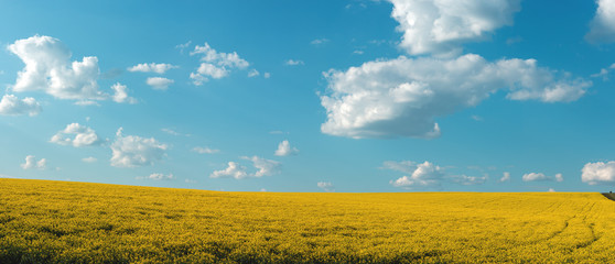 fertile agricultural fields for sowing and growing crops