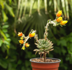 A cactus is a member of the plant family Cactaceae,