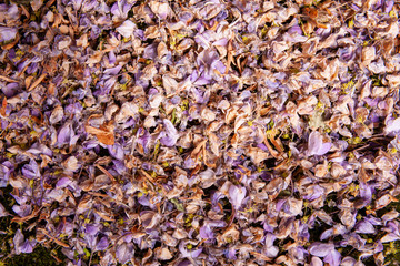 Background Pattern