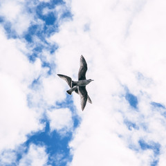 Beautiful seagulls flying in the sky