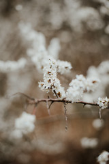 branches of a willow