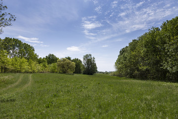 Feldweg führt durch eine Wiese mit grünem Gras und blauem Himmel