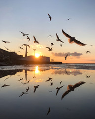 Many flying seagulls at amazing sunset with view of main promenade of Sevastopol, Crimea. Krym main landmark. Beautiful landscape. - obrazy, fototapety, plakaty