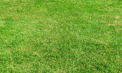 Green grass texture for background. Green lawn pattern and texture background. Close-up.