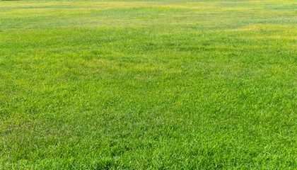 Fototapeta premium Green grass texture for background. Green lawn pattern and texture background. Close-up.