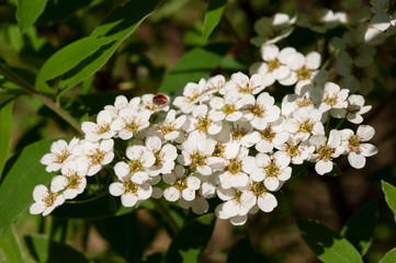 white flowers of a cherry