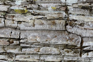 Texture of gray tree bark