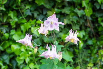 Light pinky mauve common Columbine aka grannys bonnet Aquilegia vulgaris flowers