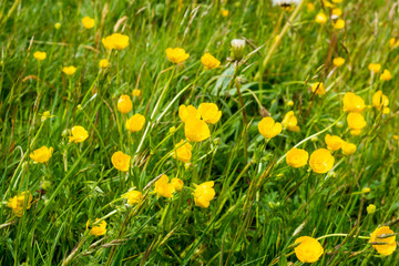 The yellow flowers of the common or meadow buttercup Ranunculus acris growing among mixed grass in an uncultivated field