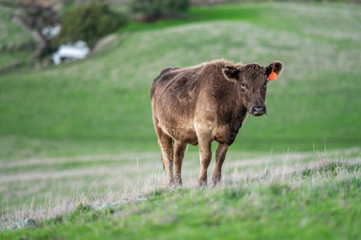 Beef cows and calfs grazing on grass in south west victoria, Australia. eating hay and silage. breeds include specked park, murray grey, angus and brangus.