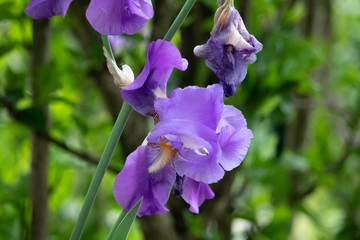 Violet