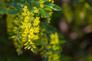 Złotokap zwyczajny, Laburnum anagyroides, zwisająca z gałęzi kiść żółtych kwiatów wiosną w czasie kwitnienia - obrazy, fototapety, plakaty
